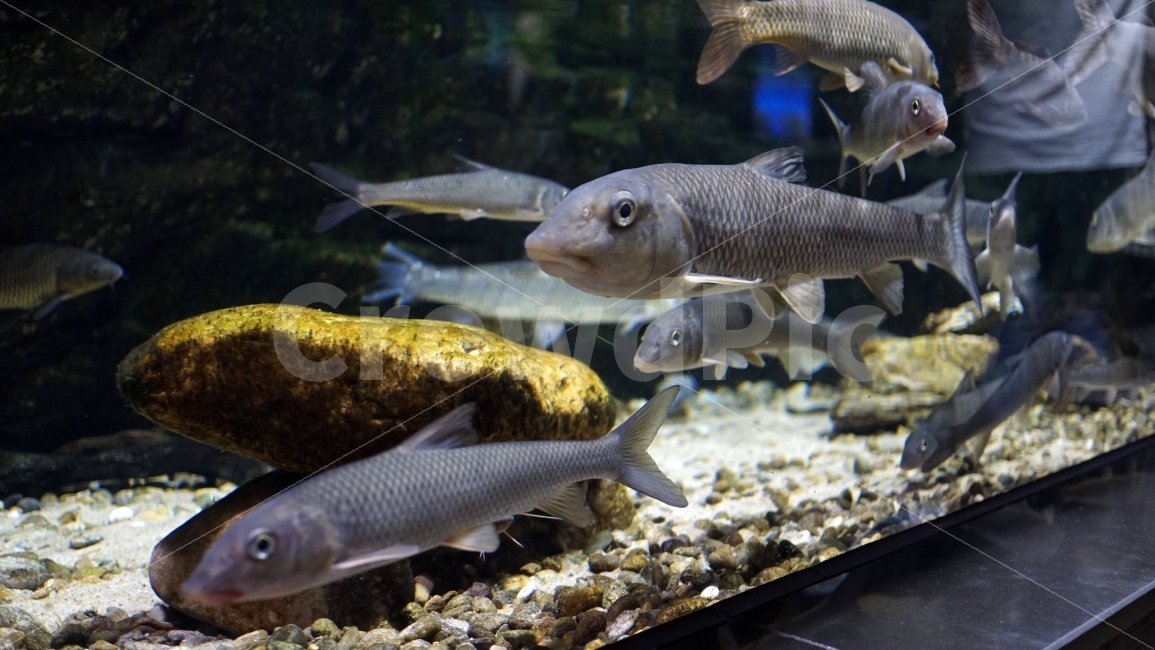 물고기,잉어,열대어,붕어,생선,어류,수족관,낙시,fish,어항,금붕어,수산,해양,바다,생물,동물,물속,바다속,바닷속,animal,수중,생명,자연,nature,물결,동물,animal,어류,물고기,fish