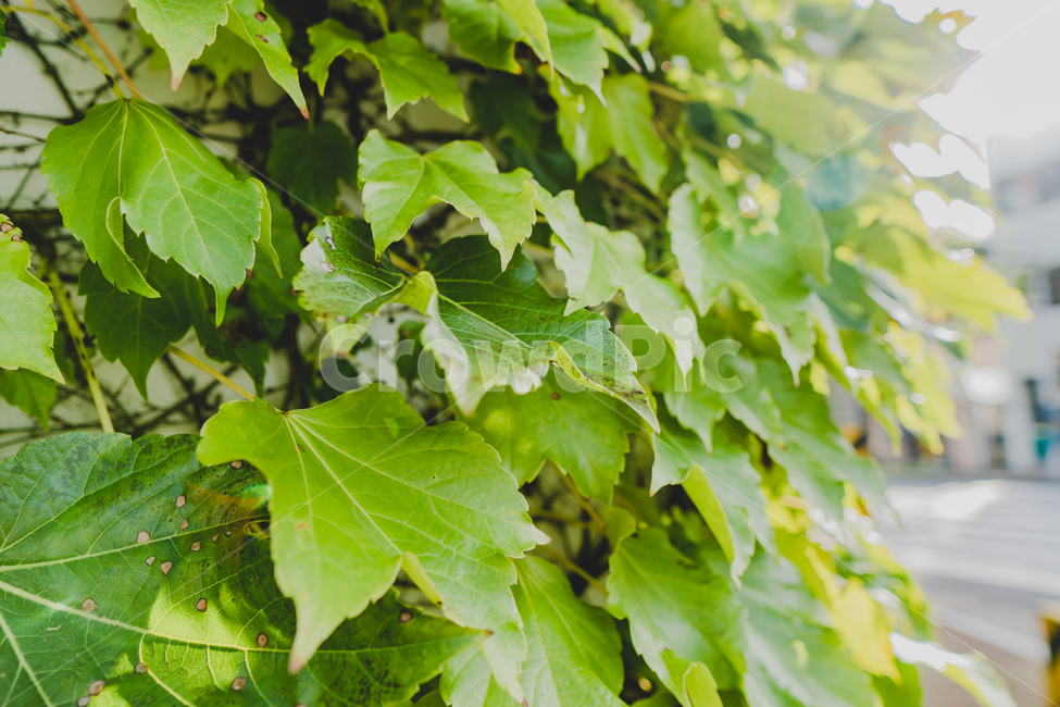 덩굴식물,담장식물,leaf,잎,나뭇잎배경,식물,자연,plants,nature