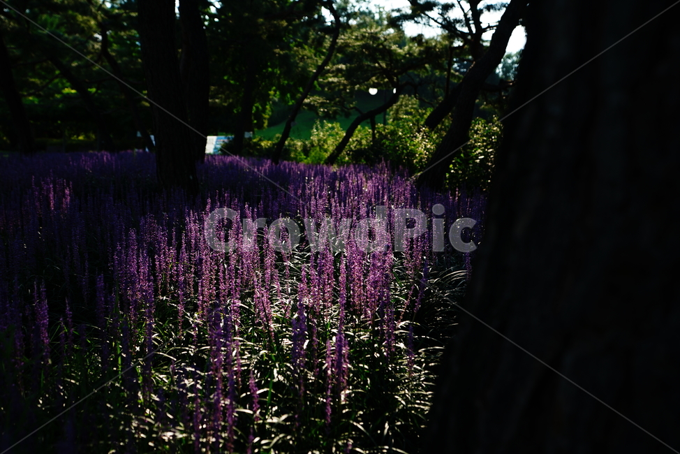 꽃,식물,플라워,flower,맥문동,색감,자연,생명,생물,식물,자연,plants,nature,꽃,flower