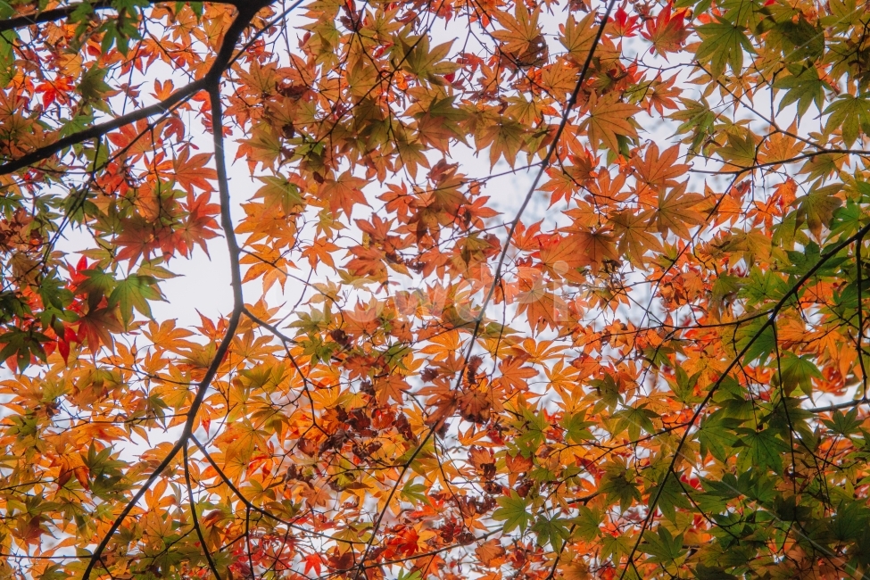 가을,단풍,나무,단풍나무,감성,빨강,빨간,korea,autumn,가을,계절,fall,autumn,season,식물,자연,plants,nature,leaf,잎,plant,tree,maple