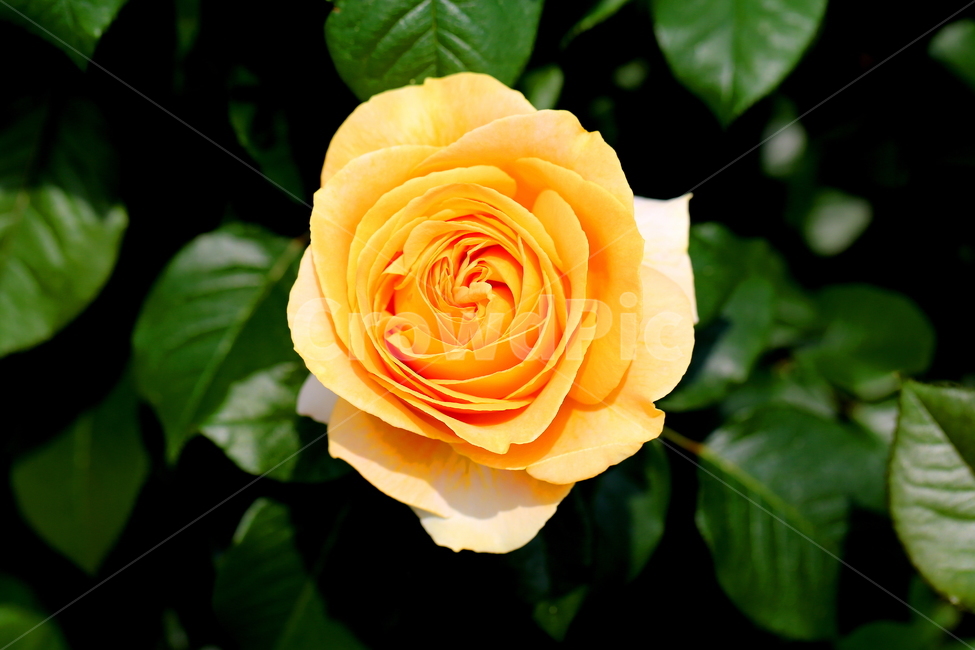 꽃,식물,장미,봄,자연,식물,자연,plants,nature,꽃,flower