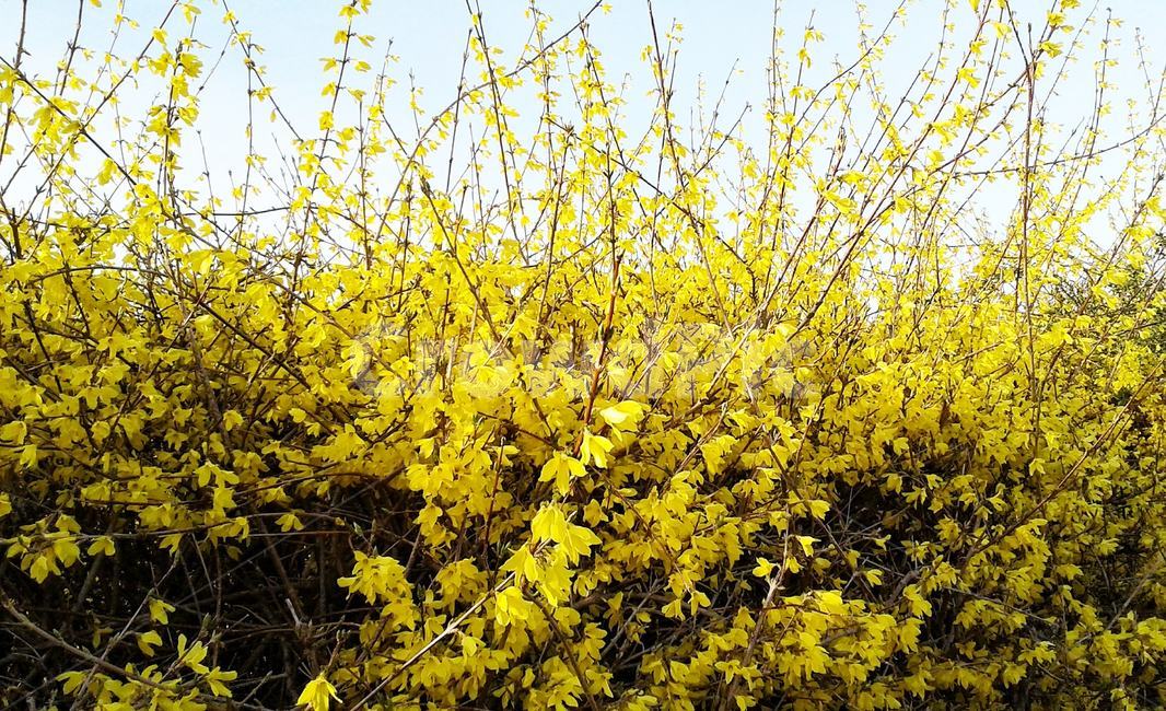 plant,식물,blossom,꽃,개나리,봄,노랑,goldenbells,spring,yellow