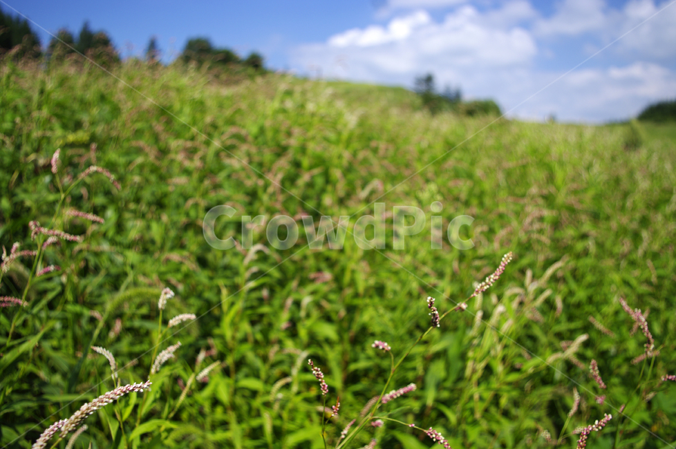 하늘,식물,초록,풍경,구름,자연,여귀,꽃,plant,자연,풍경,nature,landscape
