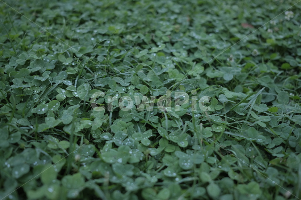 자연,이슬,물방울,클로버,잔디,풀잎,아침,초록,비,clover,natur,morning,fresh,green,정원,가든,garden,식물,자연,plants,nature