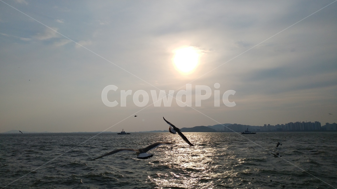 바다,갈매기,하늘,해,풍경,동물,animal,조류,새,birds
