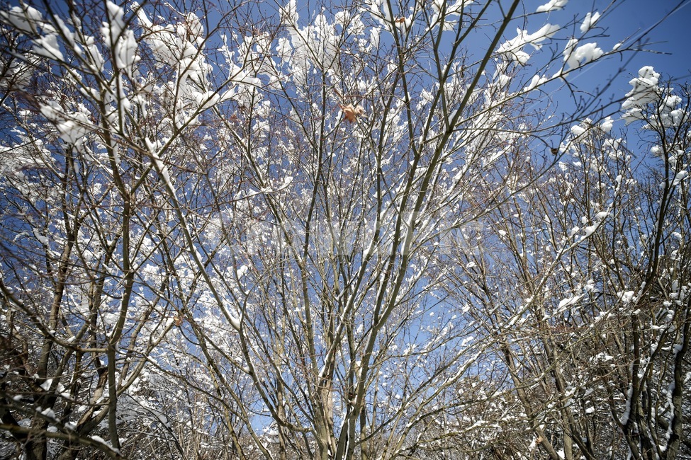 겨울,설경,풍경,나무,하늘,winter,tree,snow,겨울,계절,winter,season,식물,자연,plants,nature,나무,trees,wood