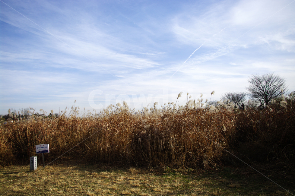 억새,자연,nature,식물,plant,하늘,구름,겨울,계절,winter,season,자연,풍경,nature,landscape,grass,잔디,lawn