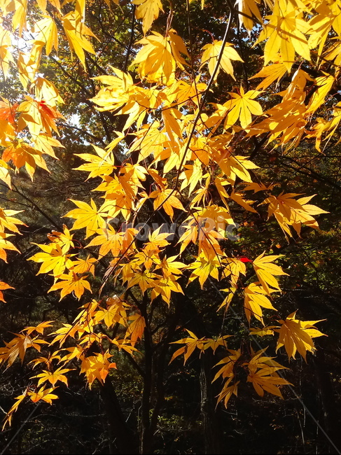 단풍,단풍잎,단풍나무,가을,leaf,잎,plant,식물,tree,나무,계절,fallautumnseason,outdoors,옥외,자연풍경,naturelandscape,가을,계절,fall,autumn,season,식물,자연,plants,nature
