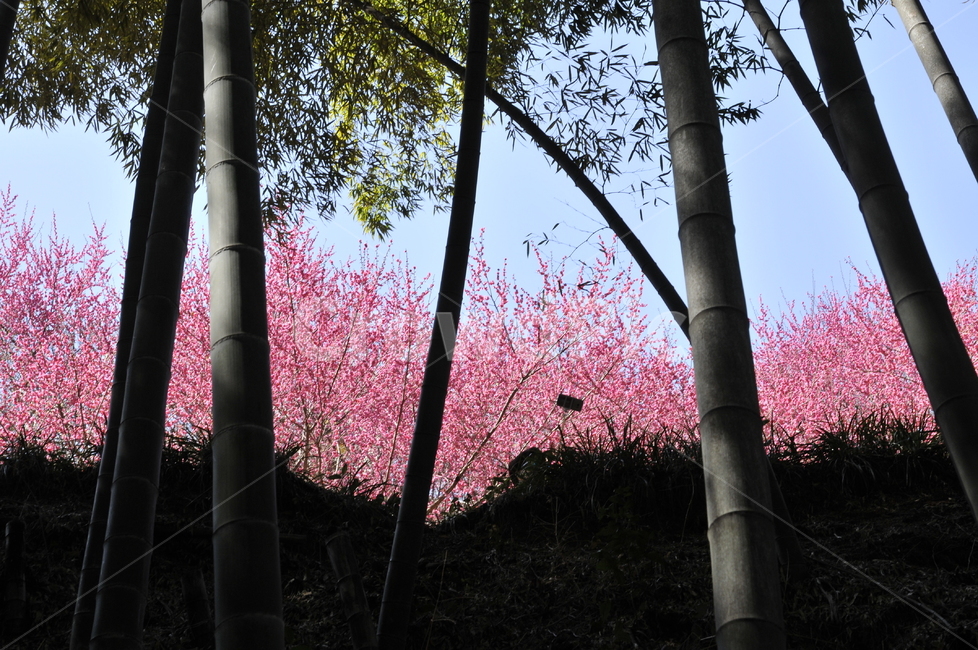 대나무,bamboo,대나무밑둥,대나무숲,광양매화축제,광양,큰대나무,홍매화대나무,홍매화,대나무홍매화