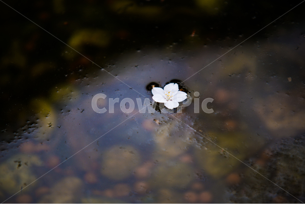 꽃,벚꽃나무,나무,벚꽃,분위기,감성,봄,계절,spring,season,식물,자연,plants,nature,꽃,flower,plant,blossom