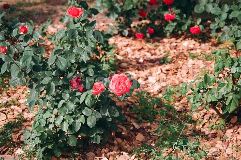 여름,장미,꽃,필름,필름카메라,자연,flower,화단,배경,summer,spring