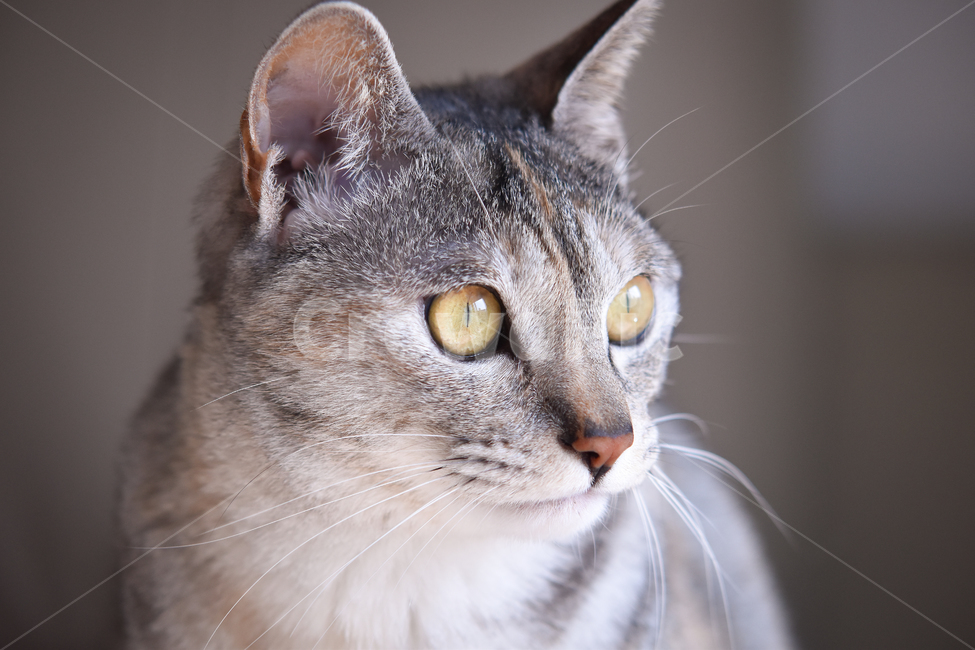 	고양이,냥,냥이,귀여움,반려동물,반려묘,집사,냐옹,괭,새끼,아기,동물,귀요미,코리안숏헤어,아메리칸숏헤어,아깽이,성묘,애완동물,CAT,ANIMALS,ANIMAL,PET,KITTEN,BABYCUTE,냥이사진,고양이사진,얼굴,클로즈업,감정,시선,동물,animal,포유류,mammal,고양이,cat,kitten,kitty