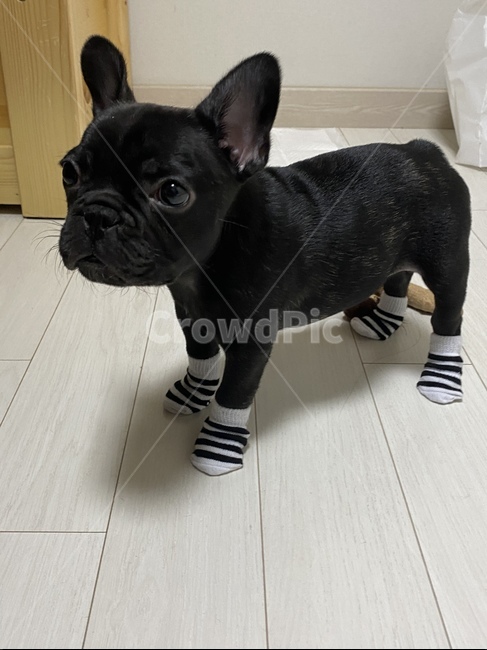 강아지,귀여운강아지,프렌치불독,댕댕이,새끼강아지,양말,불독,개