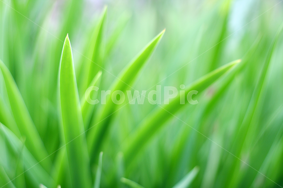 풀잎,풀,잡초,식물,잎새,식물,자연,plants,nature