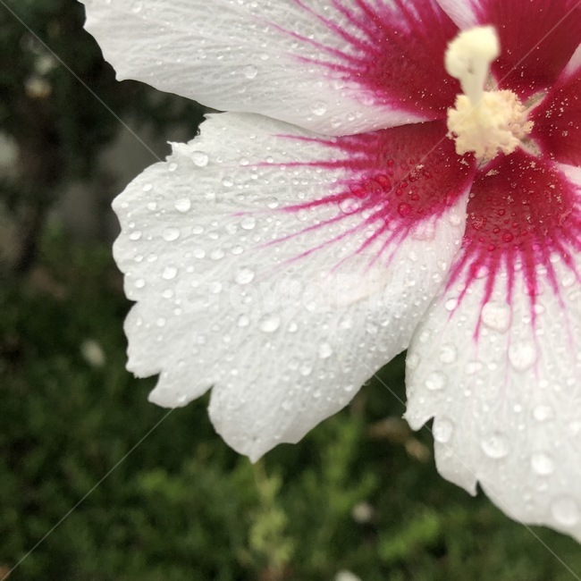 꽃,식물,자연,노랑,초록,flower,hana,plants,shokubutsu,nature,yellow,kiiro,green,midori,무궁화,mugunghwa,흰색,빨강,white,shiro,red,aka,비,물,rain,ame,water,mizu,분홍,pink,pinku,식물,자연,plants,nature,꽃,flower
