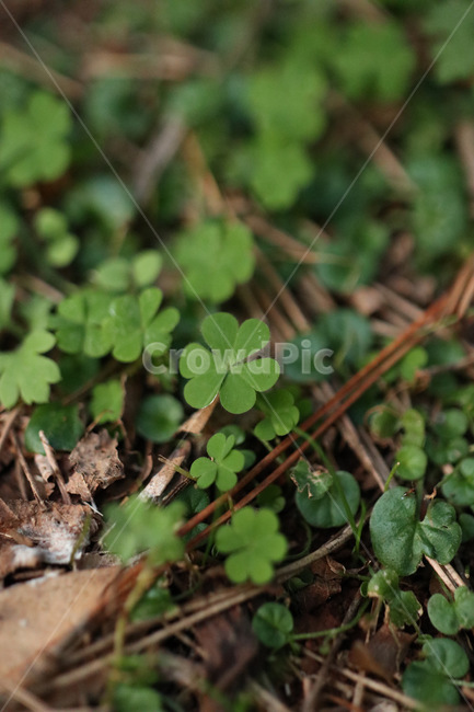 풀,네잎클로버,산,초록,행운,leaf,잎,plant,식물