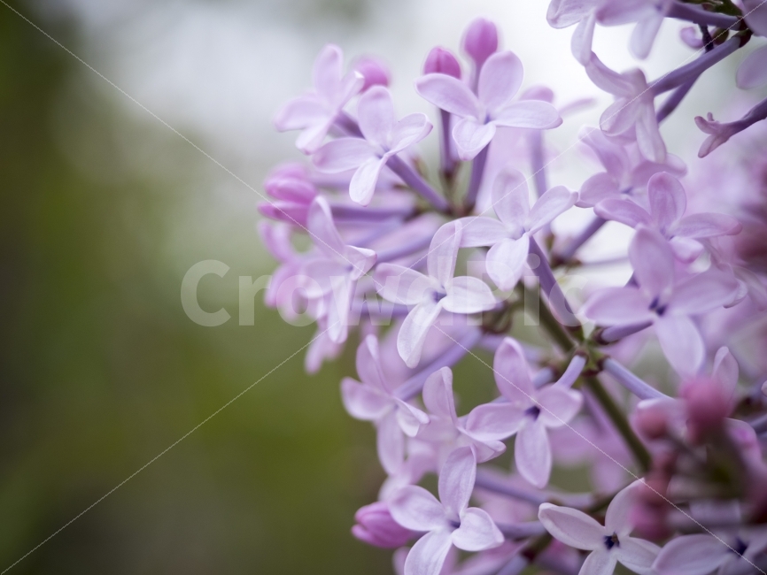 라일락,향기,꽃,봄,lilac,flower,spring,식물,자연,plants,nature,꽃,flower