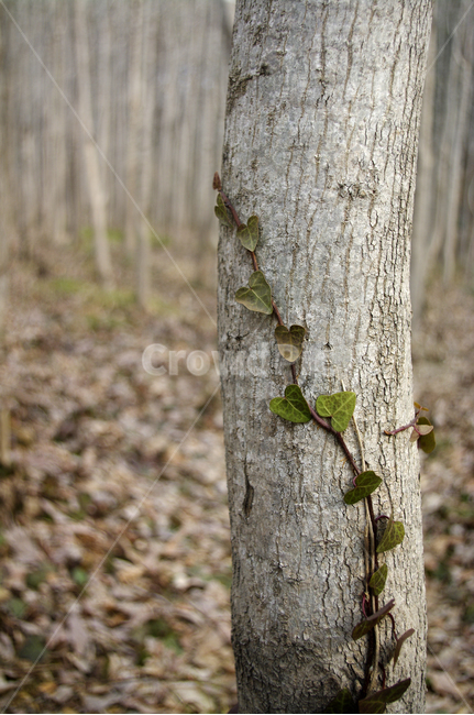자연,나무,식물,숲,plant,tree,넝쿨,나무,trees,wood