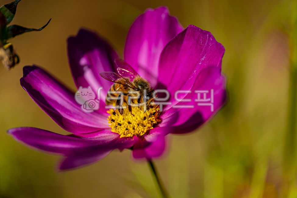 bee,floralleaf,apidae,wasp,bugs,petal,fall,plants,affix,insect,fall flowers,invertebrate,macro,nature,cosmos,honeybee,flower,closeup,bug,october,autumn,hornet,invertebrates