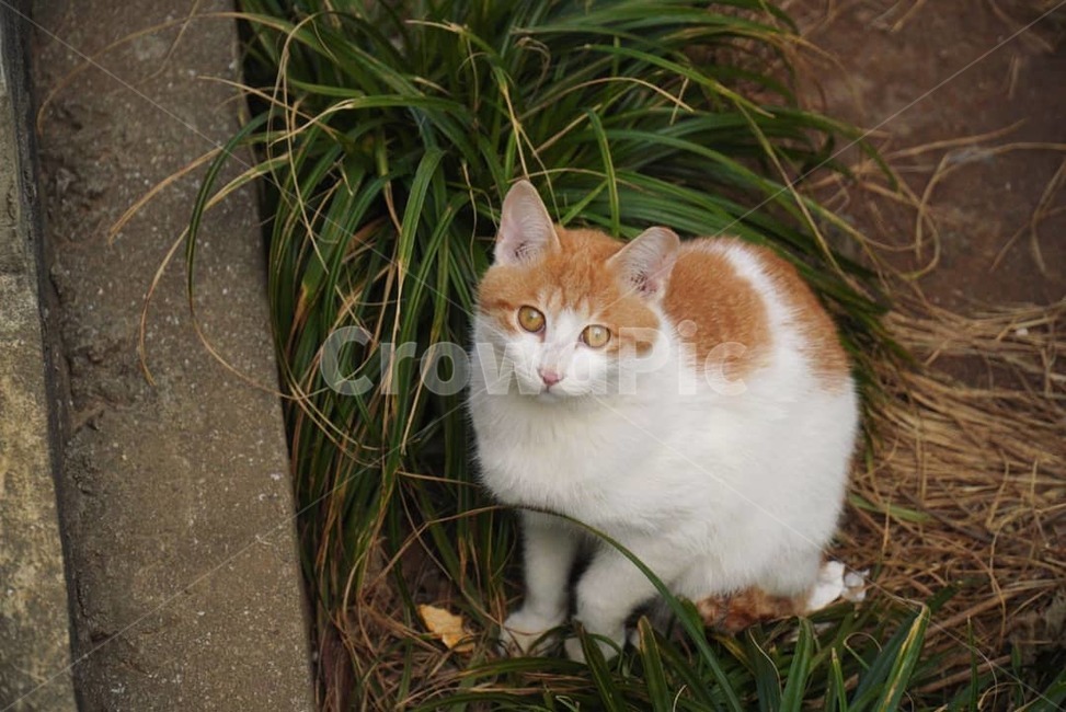 고양이,cat,길냥이,반려동물,반려묘,동물,pet,야옹이,냥이,동물,animal,포유류,mammal,고양이,cat,kitten,kitty