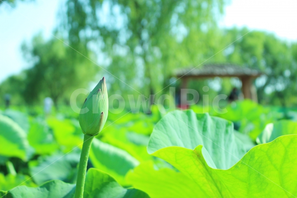 공원,궁남지,연꽃,연잎,연못,산책,봄,식물,자연,plants,nature