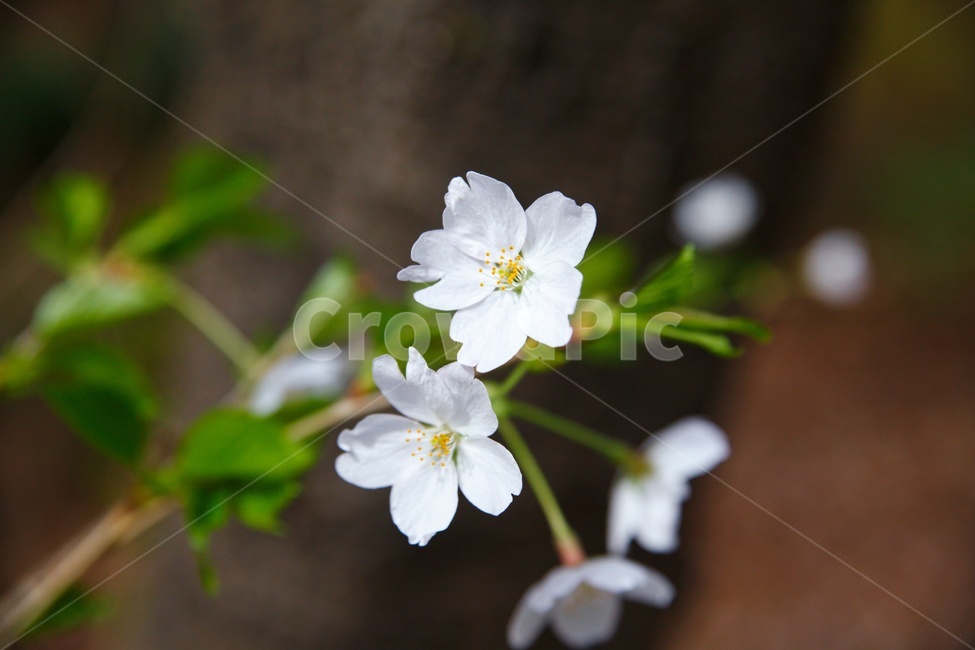 꽃,벚꽃,봄,따뜻함,cherryblossom,봄,계절,spring,season,식물,자연,plants,nature,꽃,flower,plant,blossom,geranium,제라늄