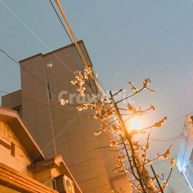 벚꽃,조명,가로등,벚꽃나무,불빛,저녁하늘,봄,계절,spring,season,야경,밤,풍경,nightscape,night,landscape,식물,자연,plants,nature,꽃,flower