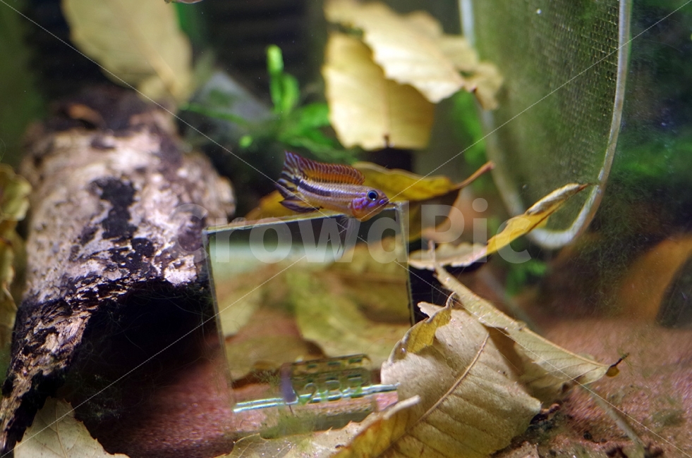 	열대어,관상어,apistogramma,아피스토그라마,tropicalfish,동물,animal,어류,물고기,fish