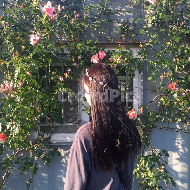 꽃,장미,장미꽃,화원,화관,소녀,장미넝쿨,컨테이너,조경,식물,자연,plants,nature,꽃,flower,사람,인물,인간,human,person,여성,여자,woman,female,lady