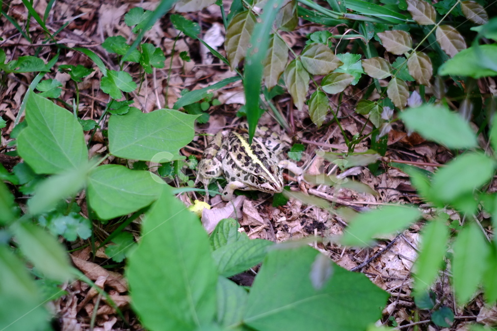 개구리,참개구리,마당,정원,자연,파충류,양서류,reptile,amphibian
