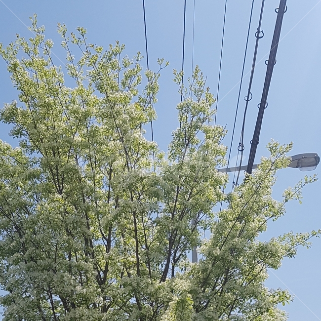 하늘,맑음,해,햇빛,빛,나무,꽃,여름,가로등,줄,일상,일상적,사진,daily,cool,fresh,summer,sky,sunny,sun,tree,flower,flowers,line,nature,view,식물,자연,plants,nature