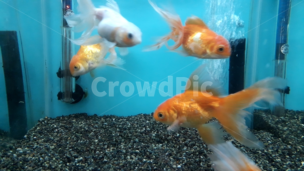 열대어,관상어,물고기,생선,fish,수족관,생물,해양생물,어류,물고기,fish