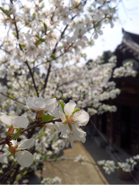 배경,맑음,푸른,하늘,꽃,계절,장식,봄,plant,식물,blossom,flower,벚꽃,한옥