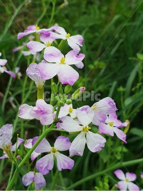무우꽃,무우,여름무우꽃,무꽃,분홍꽃,식물,자연,plants,nature,꽃,flower
