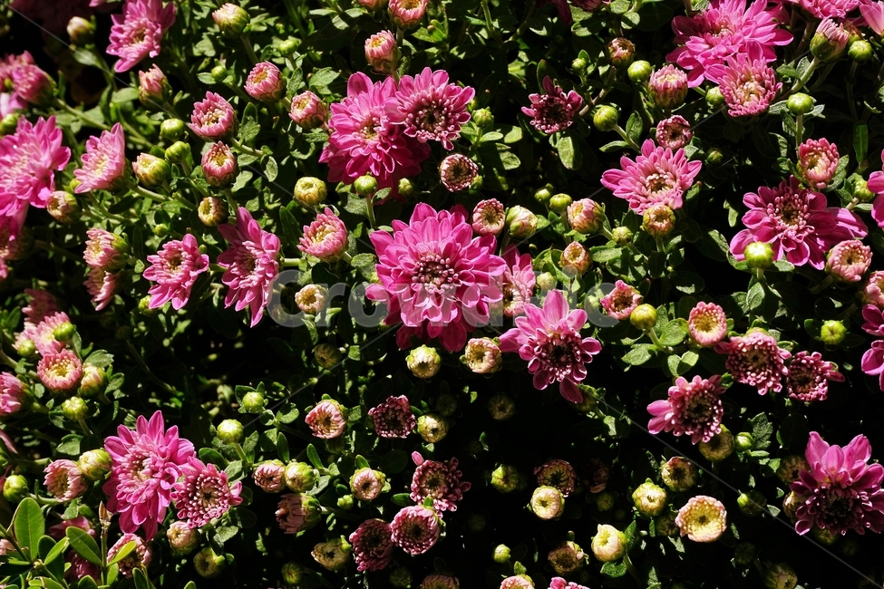 꽃,향기,계절,여름,녹색,빨강색,아름다움,자연,healing,nature,bloom,season,smell,beautiful,plant,flower,식물,자연,plants,nature,꽃,flower