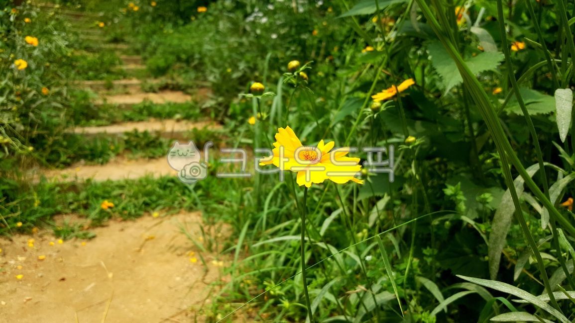 petal,Escaped invasive species,coreopsis,yellow flower,Coreopsis soup,golden pheasant soup,ornamental,flower