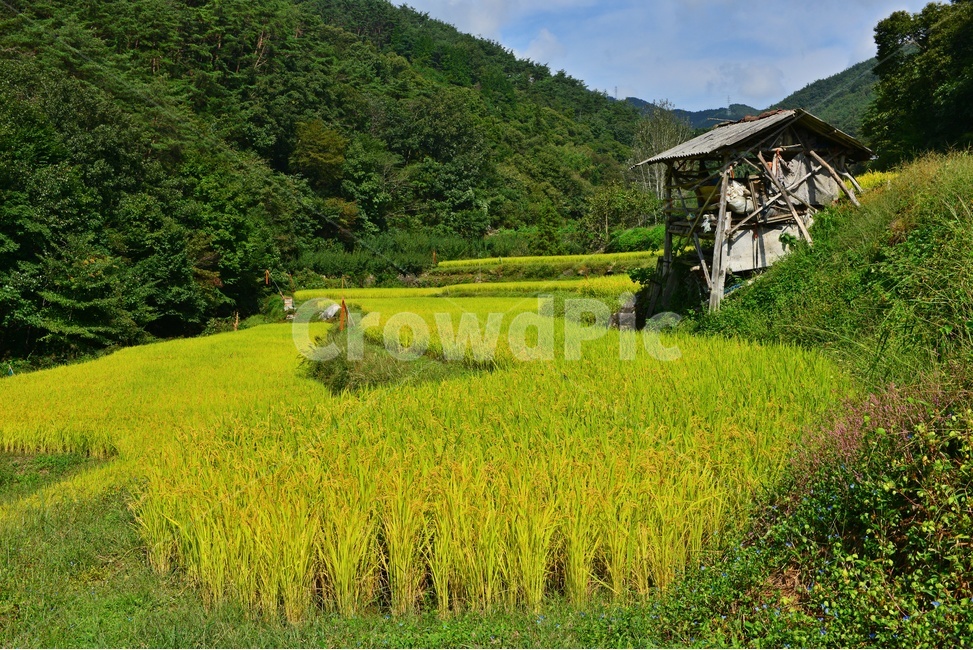 nature,자연,outdoors,field,들,옥외,rural,농촌,farm,농장,다랭이논,다랭이,농업,농사,농경지,경작,농경,벼농사,농업,농사,agriculture,farming,farming industry
