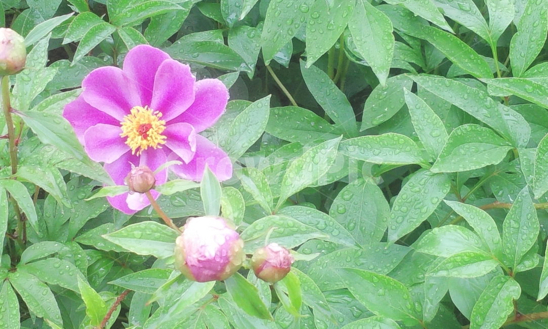 작약,작약꽃,꽃,식물,정원,순천,식물,자연,plants,nature,꽃,flower
