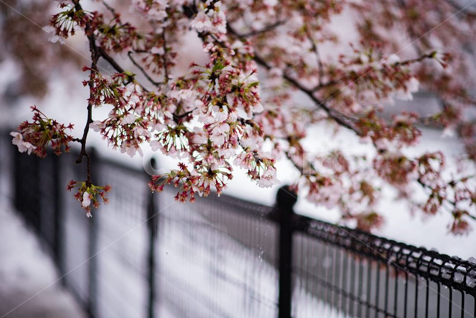 벚꽃,봄,겨울,눈,눈꽃,이상기온,풍경,식물,plant,flower,snow,cherryblossom,bossom,winter,spring