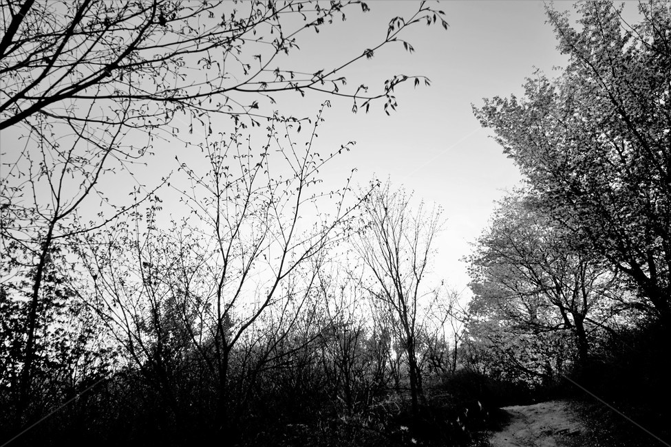 벚꽃,봄,벚나무,자연,하늘,꽃,cherrytree,blossom,spring,봄계절,감성,봄벚꽃,흑백,모노톤,monochrome,black and white