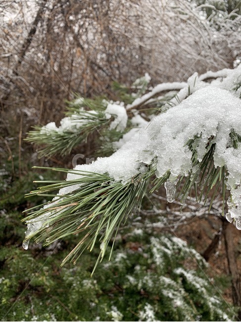 소나무,눈,겨울,얼음,산,겨울,계절,winter,season