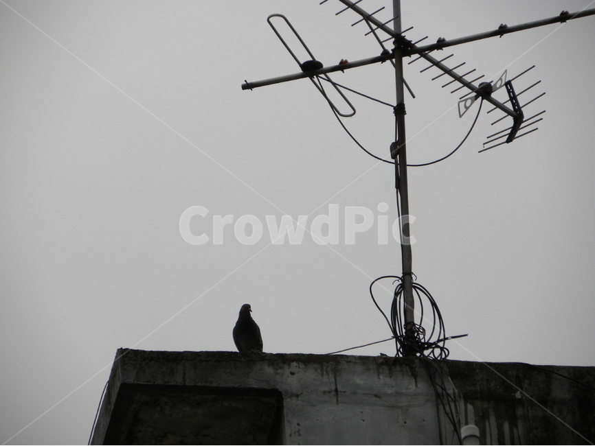 비둘기,피뢰침,흐린날,흐린,외로운,고독,dove,lightningrod,cloudy,lonely,동물,animal,조류,새,birds,흑백,모노톤,monochrome,black and white