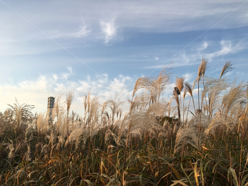 갈대,가을,억새,하늘,식물,가을,계절,fall,autumn,season,grass,잔디,plant,lawn