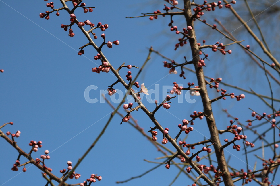 plant,식물,blossom,꽃,flower,벚꽃