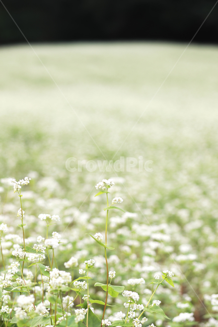 메밀,메밀꽃,메밀밭,봉평메밀,메밀꽃축제,식물,꽃,식물,자연,plants,nature,꽃,flower