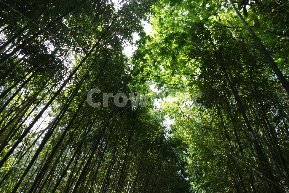 대나무,대나무숲,숲,공원,숲속,식물,자연,풍경,nature,landscape,plant