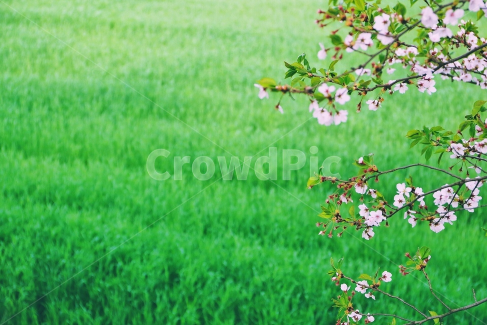 논,벼,봄,꽃,벚꽃,봄,계절,spring,season,식물,자연,plants,nature,꽃,flower,감성,sensible,feeling,plant,grass,잔디