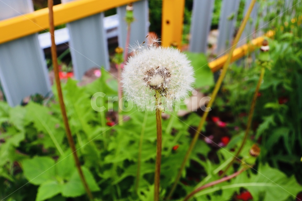 민들레,꽃,민들레씨,식물,여름