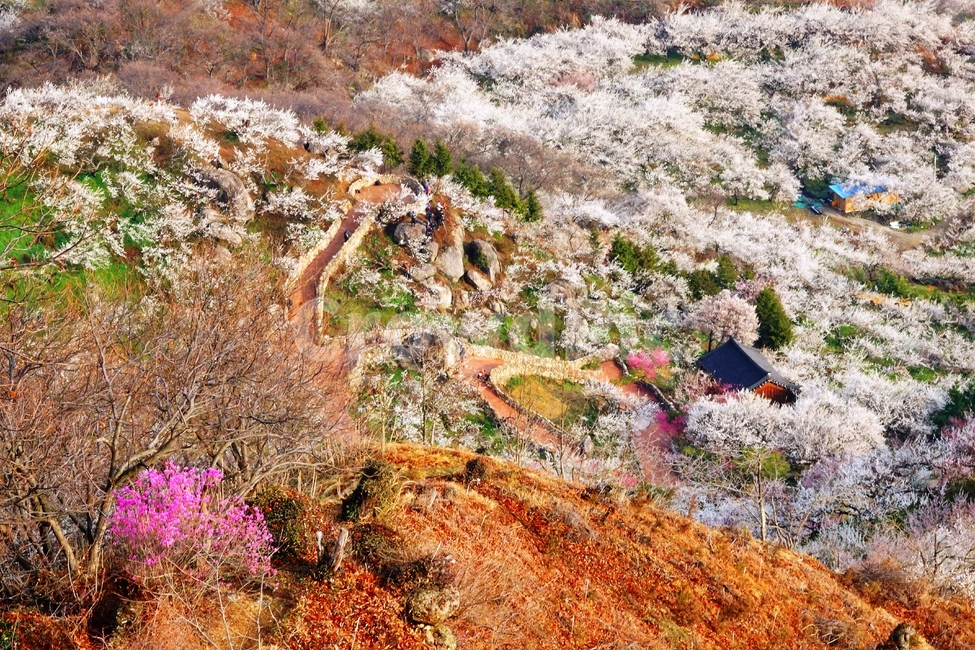 매화마을,봄,풍경,다압면,꽃,광양시,봄,계절,spring,season,자연,풍경,nature,landscape,plant,식물