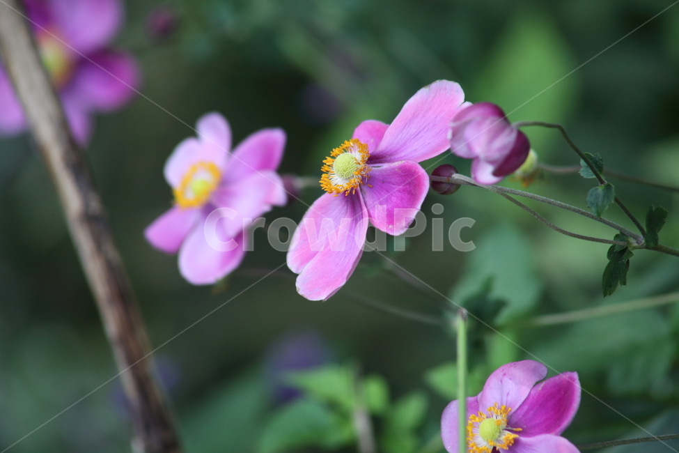 대상화,추상국,꽃,anemonehupehensisvarjaponica,flower,식물,자연,plants,nature,꽃,flower